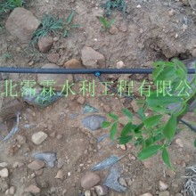 廣西玉林市農(nóng)產(chǎn)品果樹幼苗批發(fā)市場 綠色產(chǎn)業(yè)的苗床基地