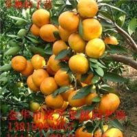 精品果苗批發(fā)全攻略 翠冠梨與黃花梨優(yōu)質(zhì)苗木選購(gòu)指南