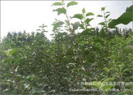 平邑縣銅石鎮(zhèn)大寶苗木經(jīng)營(yíng)部 優(yōu)質(zhì)果樹(shù)產(chǎn)品全覽