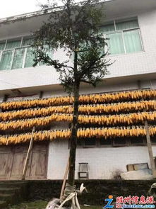 三里河花卉苗木大促 綠植多肉、年宵花卉與精品果樹(shù)苗一站購(gòu)齊