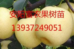 探訪山東果樹(shù)苗基地 從東營(yíng)到聊城的綠意產(chǎn)業(yè)